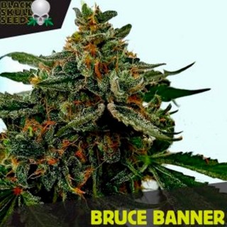 Bruce Banner   5 u. fem. Black Skull Seeds