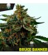Bruce Banner  10 u. fem. Black Skull Seeds