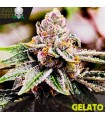 Gelato fem. Black Skull Seeds