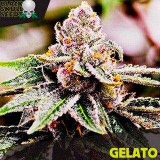 Gelato   5 u. fem. Black Skull Seeds