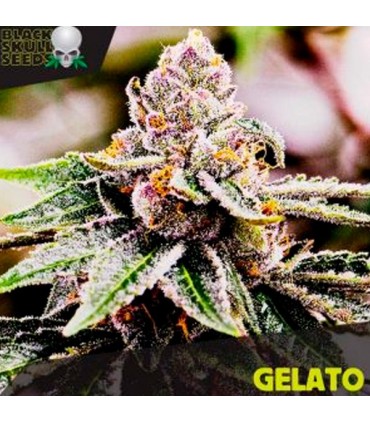 Gelato  10 u. fem. Black Skull Seeds