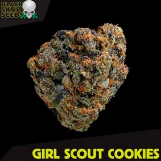 Girl Scout Cookies  10 u. fem. Black Skull Seeds