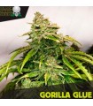 Gorilla Glue fem. Black Skull Seeds