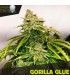 Gorilla Glue  10 u. fem. Black Skull Seeds