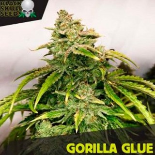 Gorilla Glue  10 u. fem. Black Skull Seeds