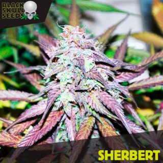 Sherbert fem. Black Skull Seeds