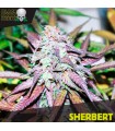 Sherbert fem. Black Skull Seeds