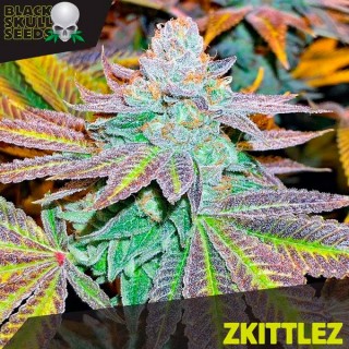 Zkittlez  10 u. fem. Black Skull Seeds
