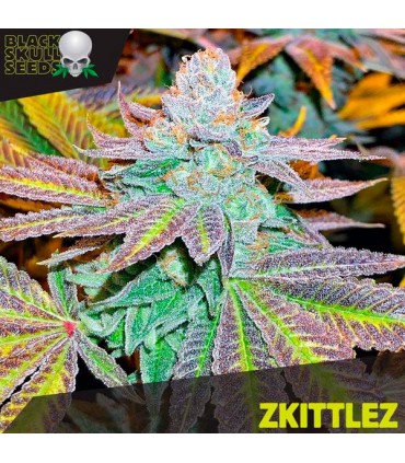Zkittlez  10 u. fem. Black Skull Seeds