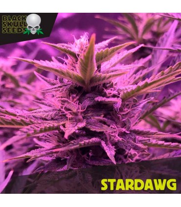 Stardawg   5 u. fem. Black Skull Seeds