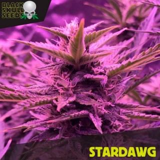 Stardawg  10 u. fem. Black Skull Seeds