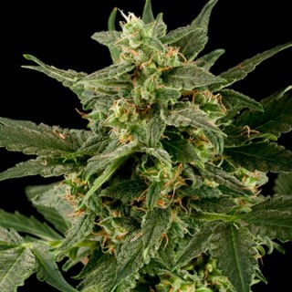 Auto PIneapple Gum fem. Black Skull Seeds