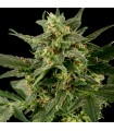 Auto PIneapple Gum fem. Black Skull Seeds