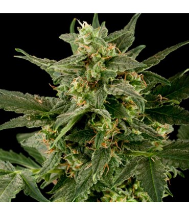 Auto PIneapple Gum   5 u. fem. Black Skull Seeds