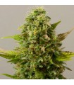 Auto Critical Ryder   5 u. fem. Black Skull Seeds