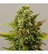 Auto Critical Ryder  10 u. fem. Black Skull Seeds