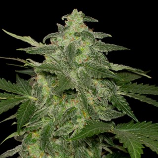 Auto Diesel-Matic fem. Black Skull Seeds