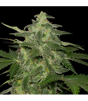 Auto Diesel-Matic fem. Black Skull Seeds