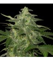 Auto Diesel-Matic fem. Black Skull Seeds