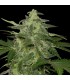Auto Diesel-Matic  10 u. fem. Black Skull Seeds