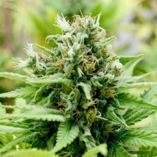 Auto Jack-Matic fem. Black Skull Seeds