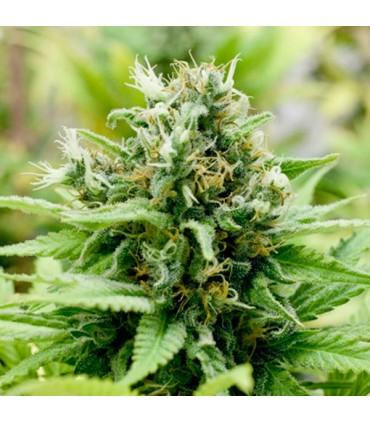 Auto Jack-Matic   5 u. fem. Black Skull Seeds