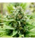 Auto Jack-Matic 10 u. fem. Black Skull Seeds