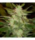 Auto Speed Haze fem. Black Skull Seeds