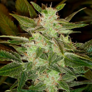 Auto Speed Haze fem. Black Skull Seeds