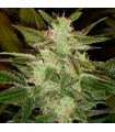 Auto Speed Haze fem. Black Skull Seeds