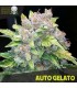 Auto Gelato fem. Black Skull Seeds