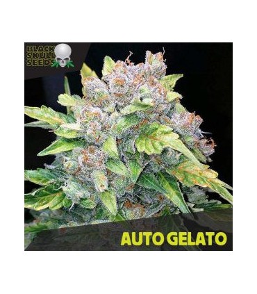 Auto Gelato fem. Black Skull Seeds