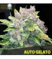 Auto Gelato fem. Black Skull Seeds