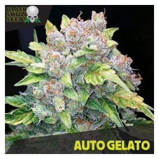 Auto Gelato   5 u. fem. Black Skull Seeds