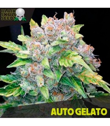 Auto Gelato  10 u. fem. Black Skull Seeds