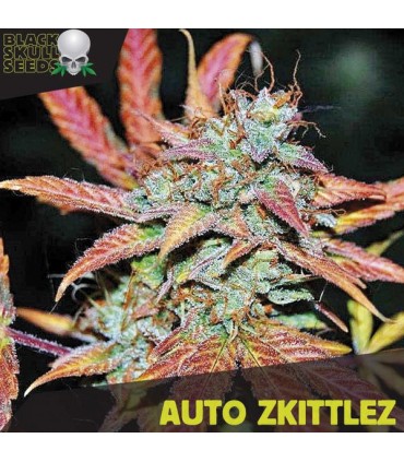 Auto Zkittlez  10 u. fem. Black Skull Seeds