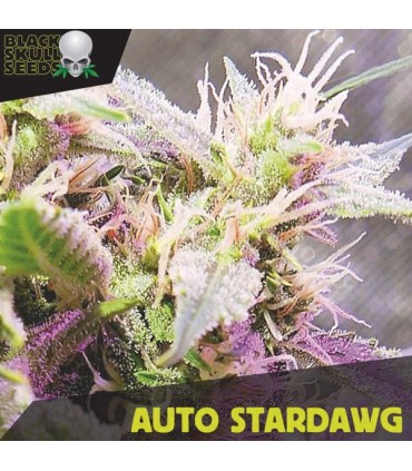 Auto Stardawg   5 u. fem. Black Skull Seeds