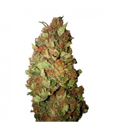 Sour Tsunami CBD+  10 u. fem. CBD Buds