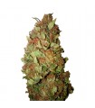 Sour Tsunami CBD+  10 u. fem. CBD Buds