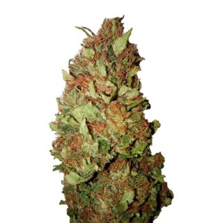 Sour Tsunami CBD+ 100 u. fem. CBD Buds