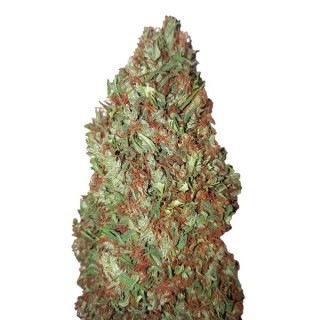 Sour Diesel CBD+   3 u. fem. CBD Buds