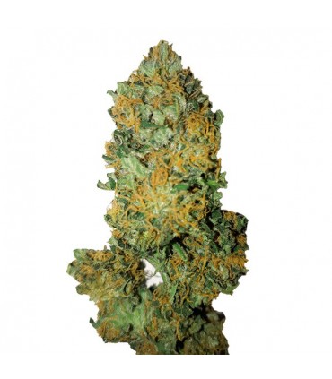 Lemon Diesel CBD+ 100 u. fem. CBD Buds