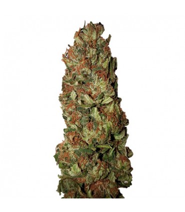 Lemon Pie CBD+   3 u. fem. CBD Buds