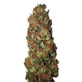 Lemon Pie CBD+ 100 u. fem. CBD Buds