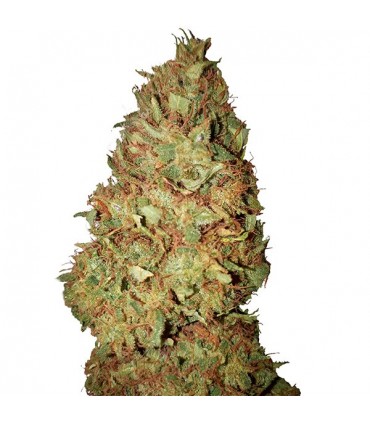 Honey Cookies CBD+ fem. CBD Buds