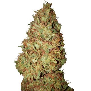 Honey Cookies CBD+  10 u. fem. CBD Buds