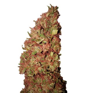 Strawberry CBD+   3 u. fem. CBD Buds