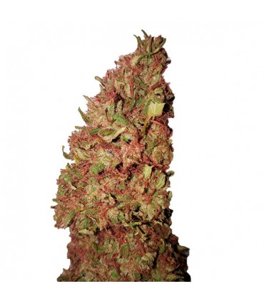 Strawberry CBD+   3 u. fem. CBD Buds