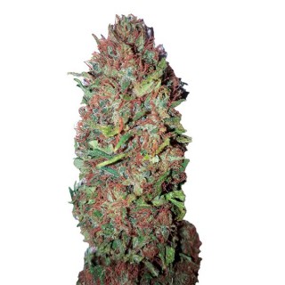 AC DC Cookies CBD+   3 u. fem. CBD Buds