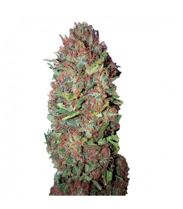 AC DC Cookies CBD+  10 u. fem. CBD Buds